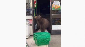 Bear Breaks Into A 7-Eleven Store And Uses The Sanitizer!
