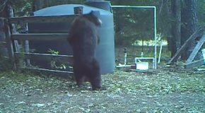 Bear Messes With A Water Tank And Gets Hit In The Nuts!