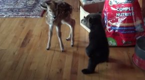 Boog, The Bear Cub Meets A Baby Deer For The First Time!