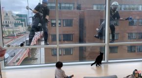 Cats And A Toddler Get Amused By Window Washers!