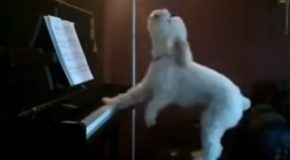 Dog Owner Receives Noise Complaints, Turns Out It’s His Pianist Dog!