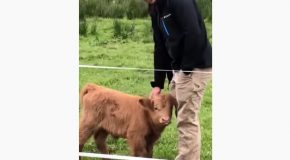 Highland Calf Comes To A Man, Gets Petted, Mom Comes To Check On It!