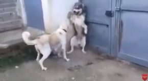 Mother Dog Scolds Father Dog For Scolding Puppies Unnecessarily!