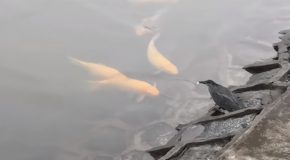 Smart Bird Uses Bread As Bait To Catch Fish!