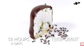 Time Lapse Clip Of Ants Consuming Marshmallow!
