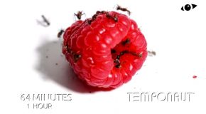 Timelapse Clip Of Ants Devouring A Raspberry!