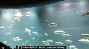Tuna In An Aquarium Hits The Glass And Dies
