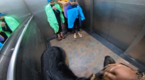 Two Kids Get Scared Of A Huge German Shepherd In The Elevator!