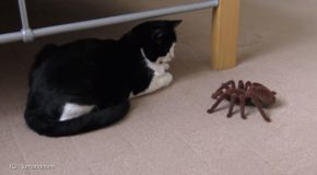 Cat’s Reaction To A Giant RC Tarantula!