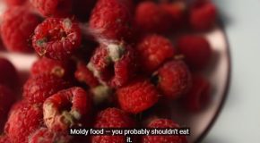 Determining The Toxicity Of Moldy Food