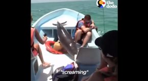Dolphin Ends Up Jumping Right Onto A Boat!