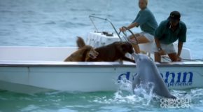 Dolphin Kisses A Dog In A Boat And Becomes Very Happy!