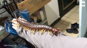 Enormous Pet Centipede Crawling Over Its Owner’s Arm!