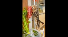 Examples Of Cats Being Cats In The Funniest Ways Possible!