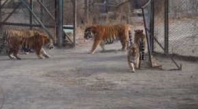 Giant Male Siberian Tiger Shows Who’s Boss Without Doing Anything!
