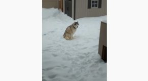 Husky Argues About Not Coming Back Inside From The Snow!