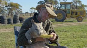 Man Feeds A Farting Wombat!