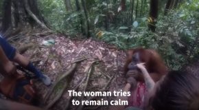 Orangutan Grabs A Woman’s Hand And Doesn’t Let Go!