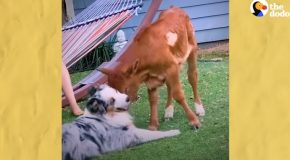 Rescued Calf And Dog Become The Best Of Friends!