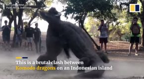 Two Massive Komodo Dragons Engage In A Fight!