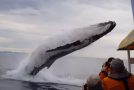 Whale Breaches Out Of The Blue During A Sight Seeing Tour!