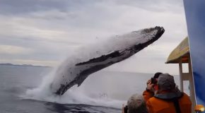 Whale Breaches Out Of The Blue During A Sight Seeing Tour!