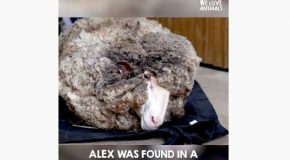 90-lbs Of Wool Covered This Sheep, Gets A Makeover That Saved It’s Life!