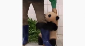 Baby Panda Named FuBao Just Won’t Leave The Zookeeper Alone!