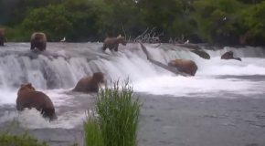 Bears Trying To Hunt Salmon Falling Off Brooks Falls!