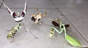Entire Squad Of Angry Mantises!