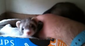 Ferret Mom Shows Off Her Babies To Her Human!