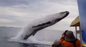 Giant Whale Comes Out Of Nowhere During A Sight-Seeing Tour!