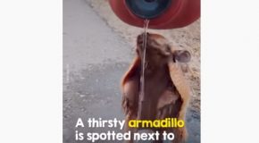 Good Man Gives Water To A Thirsty Armadillo On The Side Of The Road!