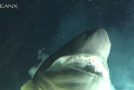 Huge Deep Sea Shark Is Curious About The Submarine!