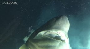 Huge Deep Sea Shark Is Curious About The Submarine!