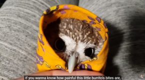 Little Owl In A Blanket Is Quite The Angry Bird!