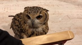 Lovable Great Horned Owl Absolutely Adores His Owner!