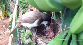 Mother Bird Gets Confused About Feeding A Huge Grape To Her Chicks!