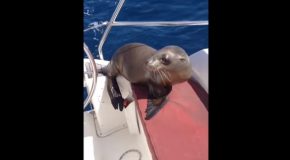 Sea Lion Baby Jumps On A Boat And Cuddles With Humans!