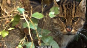 The Fishing Cat Of South Asia!
