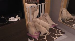 Experienced Mother Dog Disciplines Her 8-Week-Old Puppies!