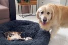 Golden Retriever’s Cute Reaction To Having Kittens In Its Bed!