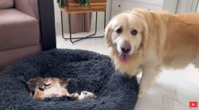 Golden Retriever’s Cute Reaction To Having Kittens In Its Bed!