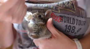 Rescued Baby Cottontail Rabbit Drinks Milk!