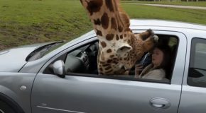 Stupid Driver Destroys Day At Wildlife Park For Everyone