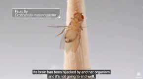 The Killer Fungus That Turns Flies Into Undead Zombies