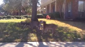 Weird Eencounter Between Two Bobcats!