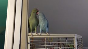 A Pair Of Parrots Engage In A Full-Blown Conversation!