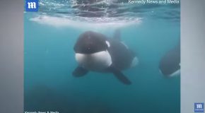A Pod Of Killer Whales Brushes Past A Diver In New Zealand!