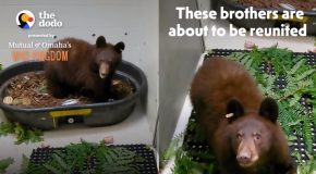 Bear Cubs Separated From Each Other Just Keep Hugging Each Other!